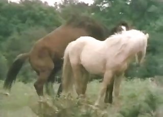 Hot stallions having nice outdoor sex