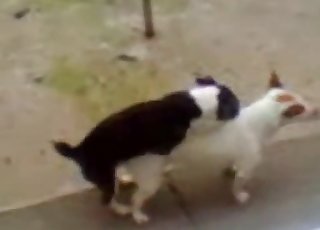 Two cute spotted dogs have nice sex