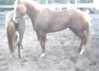 Two muscled ponies are trying hard to fuck