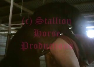 Impressive action with a horny dog