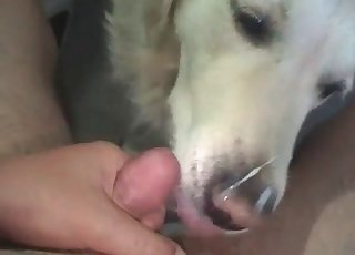 Dude skull-fucking his horny dog