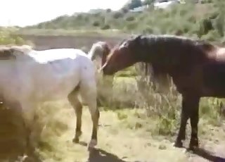 Two horses fucking outdoors, enjoy