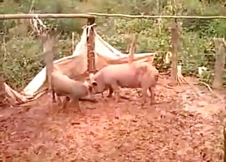 Porno pigs animal Pig Videos