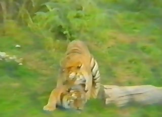 Big beautiful animals are naughty by nature