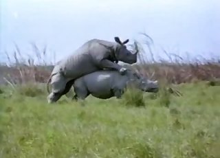 Gigantic rhinos fuck in doggy style pose