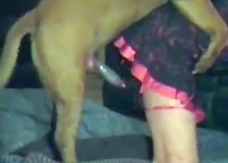 Zoofilisk crossdresser bliver knaldet intensivt af en stor hund