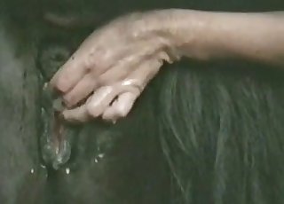 Farmer shoves his hand in horse asshole