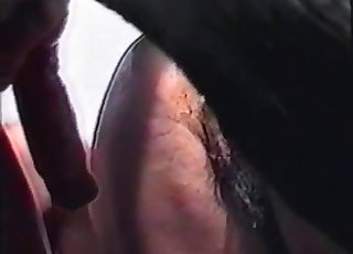 Black animal in amazing amateur bestiality