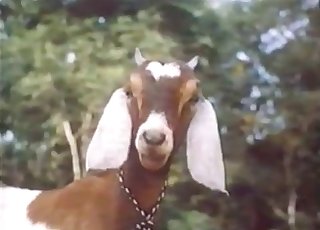 Sex Xxx Girl And Goat - Goat Videos / Zoo Zoo Sex Porn Tube / Most popular Page 1