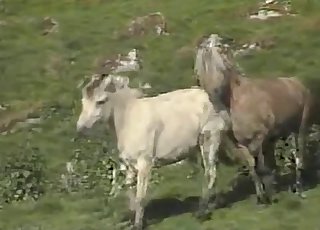 Outdoors action with two horses