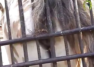 Seducing the animal thru the bars