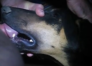 Nasty dog getting face-fucked hard