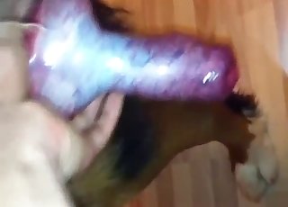 Dívka se dotýká psího klína a s vášní ho sají, přičemž sliny lesknou v měkkém světle.