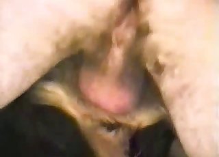 Sweet doggy pounded hard in sideways pose