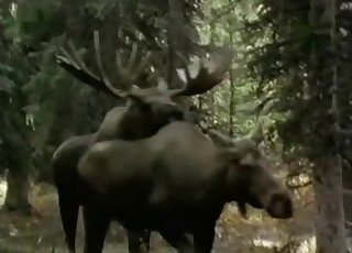 Wild animals are fucking in doggy style