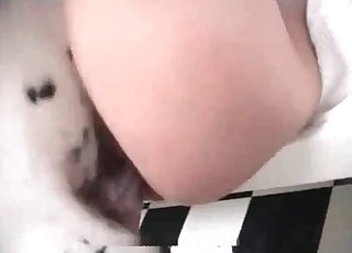 Dalmatiankoira