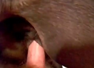 Close-up penetration for a filthy animal